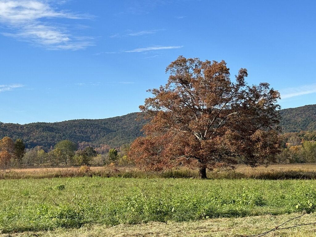 Cades Cove in Great Smoky Mountains National Park