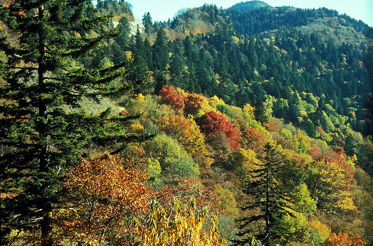 Fall color at Newfound Gap, Great Smoky Mountains National Park